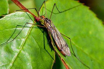 <i>Nephrotoma quadrifaria</i>