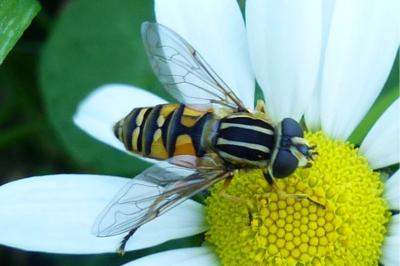 <i>Helophilus pendulus</i>