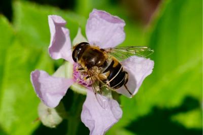 <i>Eristalis</i>