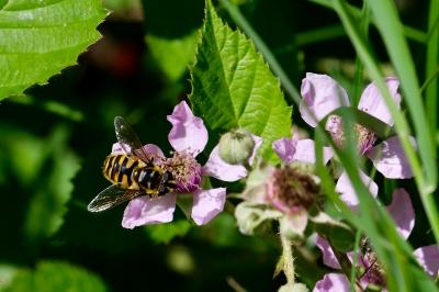 <i>Myathropa florea</i>
