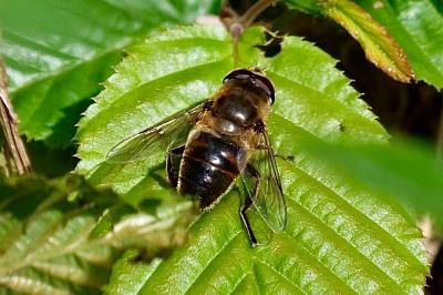 <i>Eristalis tenax</i>