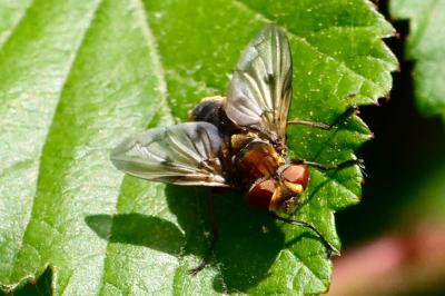<i>Phasia</i>