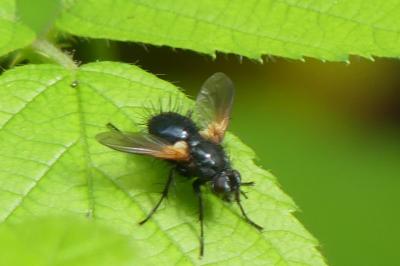 Zophomyia temula