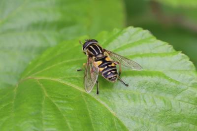 <i>Helophilus pendulus</i>