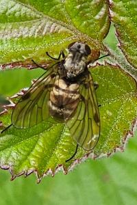 <i>Chrysopilus</i>