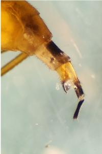 <i>Empis lutea</i>
