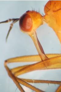 <i>Empis lutea</i>