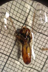 <i>Episyrphus balteatus</i>
