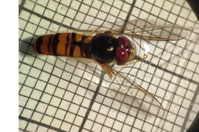 <i>Episyrphus balteatus</i>