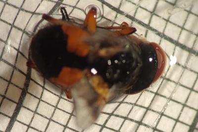 <i>Ectophasia crassipennis</i>