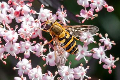 <i>Syrphus ribesii</i>