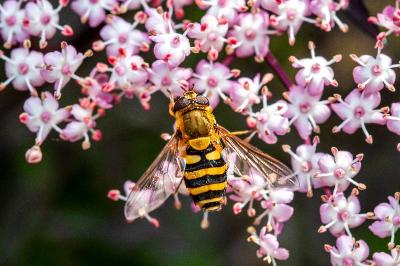 <i>Syrphus ribesii</i>