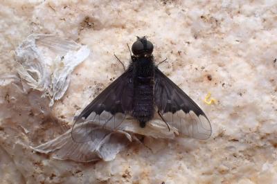 <i>Hemipenthes morio</i>