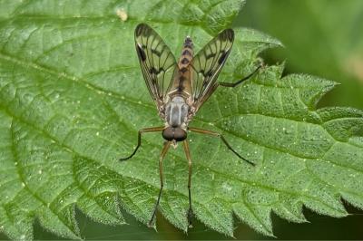 <i>Rhagio scolopaceus</i>