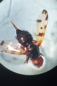 <i>Otites porcus</i>