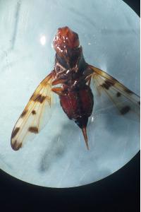 <i>Otites porcus</i>