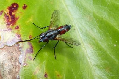 <i>Mintho rufiventris</i>