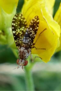 <i>Trypetoptera punctulata</i>