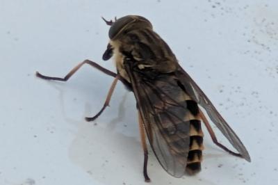 <i>Tabanus autumnalis</i>