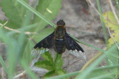 <i>Hemipenthes morio</i>