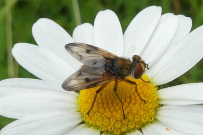 <i>Ectophasia crassipennis</i>