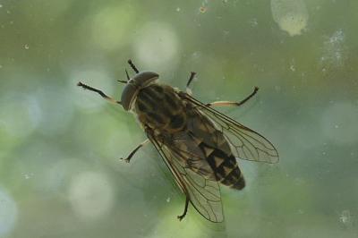 <i>Tabanus autumnalis</i>