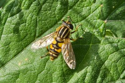 <i>Helophilus pendulus</i>