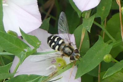 <i>Scaeva pyrastri</i>