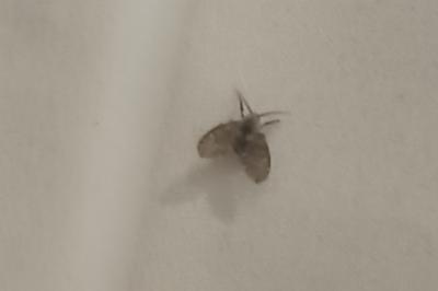<i>Clogmia albipunctata</i>