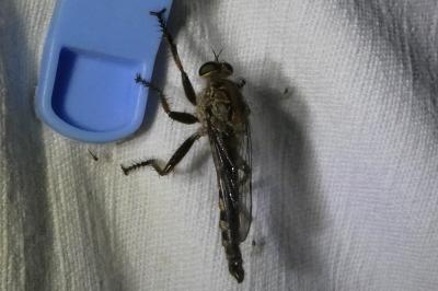 <i>Machimus</i>