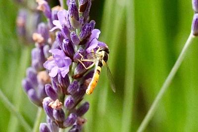 <i>Sphaerophoria scripta</i>