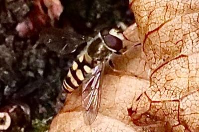 <i>Eupeodes corollae</i>