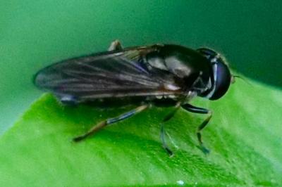 <i>Cheilosia</i>