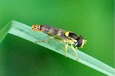 <i>Sphaerophoria scripta</i>