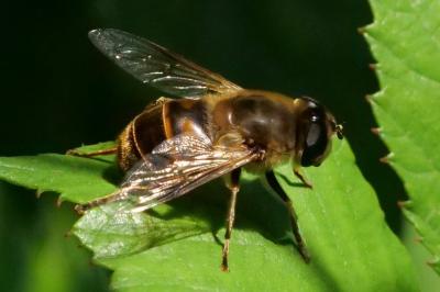 <i>Eristalis tenax</i>