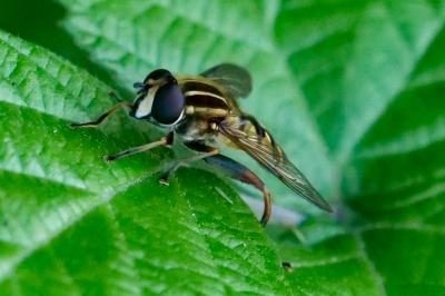 <i>Helophilus pendulus</i>