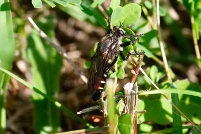 <i>Dasypogon diadema</i>