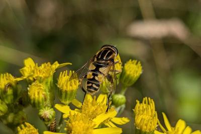 <i>Helophilus pendulus</i>