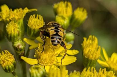 <i>Helophilus pendulus</i>