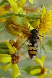 <i>Eupeodes corollae</i>