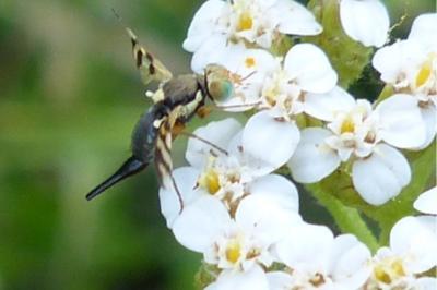 <i>Urophora jaceana</i>