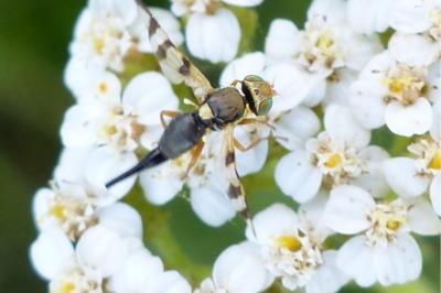 <i>Urophora jaceana</i>
