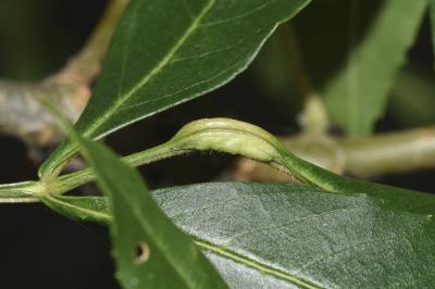 <i>Dasineura fraxini</i>