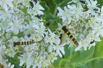 <i>Sphaerophoria</i>