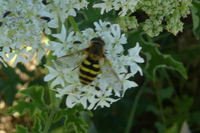 <i>Syrphus</i>