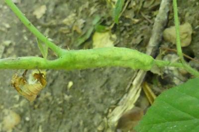 <i>Lasioptera rubi</i>