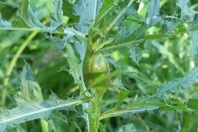 <i>Urophora cardui</i>
