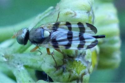 <i>Urophora jaceana</i>