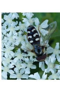<i>Scaeva pyrastri</i>