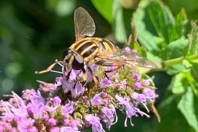 <i>Helophilus</i>